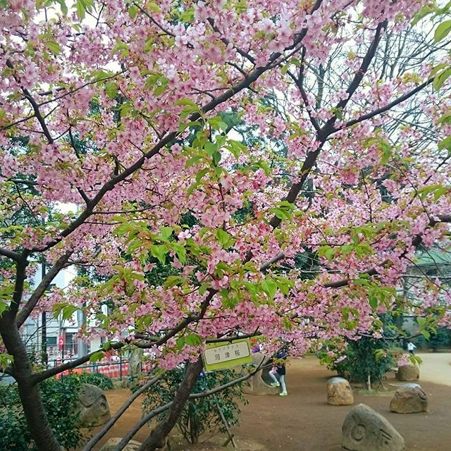おそようございます。#河津桜 が！ - from Instagram