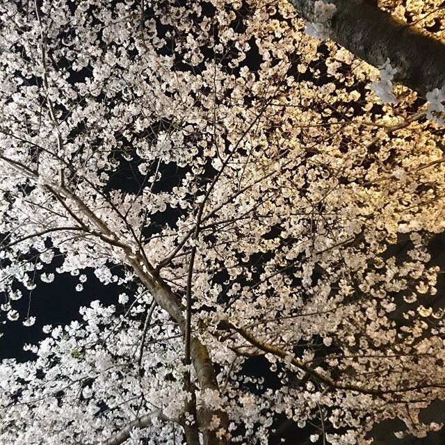 明治通りの桜 - from Instagram