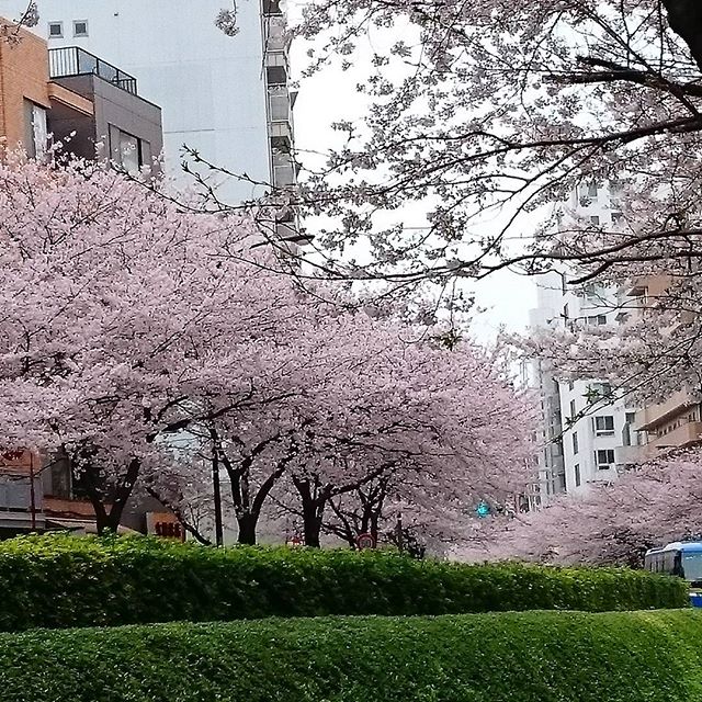 朝散歩で - from Instagram