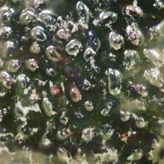 【動画】黒豆のあくとり中～ - from Instagram