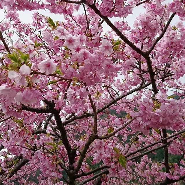 今が見頃です。 - from Instagram