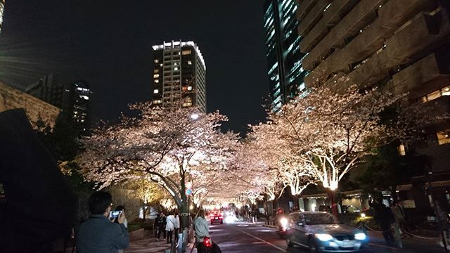 都心夜桜デート - from Instagram