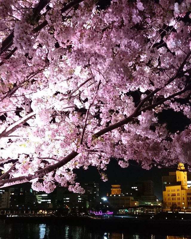 夜桜@赤レンガ倉庫前 - from Instagram