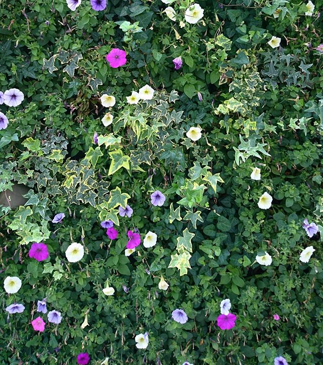 今日が最終日 - from Instagram