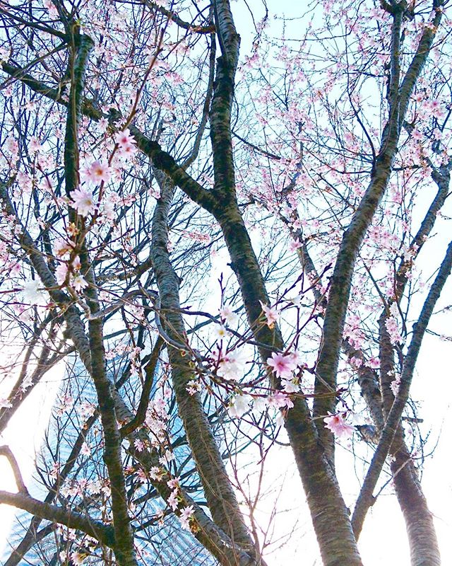 みなとみらいに#桜 #十月桜 が咲いていますビックリ#lifeofkaren #casualandluxe #yokohamalifestyle#lifeinyokohama#暮らしを楽しむ - from Instagram